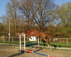 broodmare Raissa (Westphalian, 1996, from Renoir I)