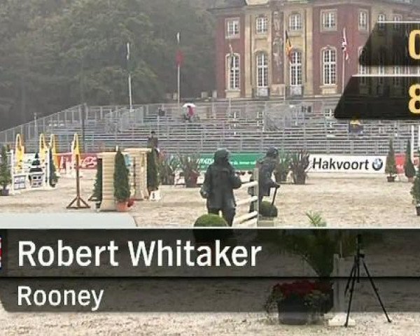 jumper Sig Rooney IV (Dutch Warmblood, 2001, from Andiamo)