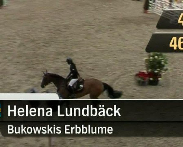 Zuchtstute Bukowskis Erbblume (Schwedisches Warmblut, 1997, von Castor)