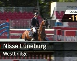 Springpferd Westbridge (KWPN (Niederländisches Warmblut), 2003, von Patijn)