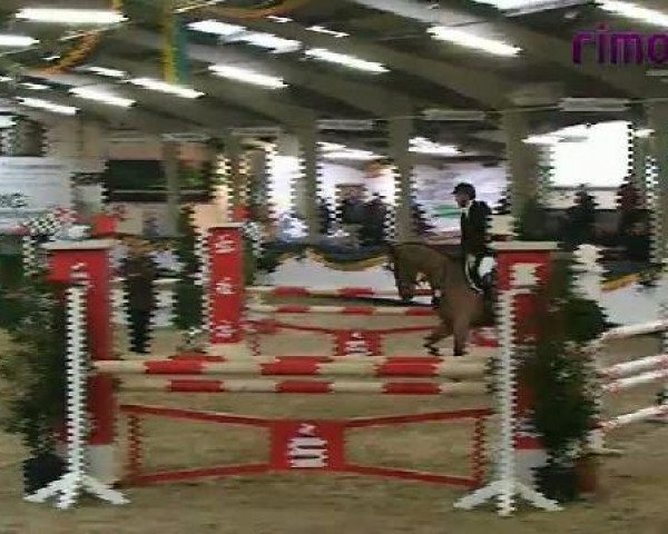 horse Luxiana (Oldenburg show jumper, 2006, from Luxius)