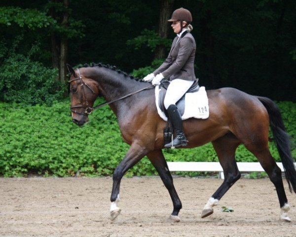 dressage horse Hopkins 21 (Hanoverian, 2007, from His Highness)