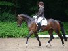 dressage horse Hopkins 21 (Hanoverian, 2007, from His Highness)