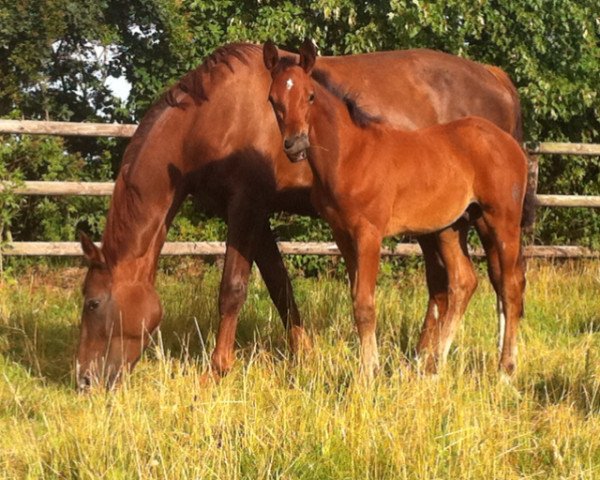 dressage horse Lord Rotspon (Westphalian, 2011, from Lord Loxley I)