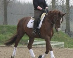 broodmare Ravenna G (Hanoverian, 2004, from Rotspon)