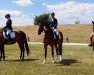 dressage horse Lennox 404 (German Sport Horse, 2012, from Levistano)