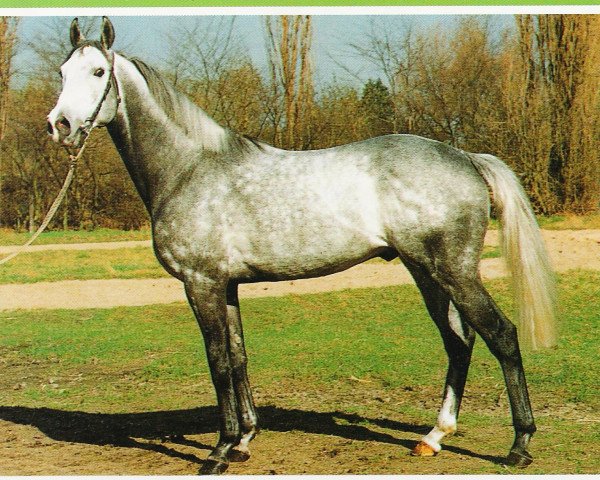 stallion Neshad xx (Thoroughbred, 1985, from Sharpen Up xx)
