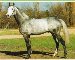 stallion Neshad xx (Thoroughbred, 1985, from Sharpen Up xx)