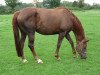 broodmare Feine Dame (Westphalian, 2003, from Florestan I)