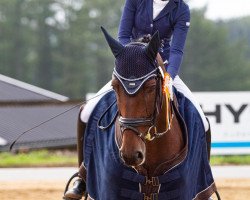 dressage horse Lucatoni 7 (Rhinelander, 2005, from Louis le Bon)