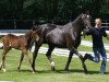 broodmare Lorya (Hanoverian, 1992, from Lanthan)