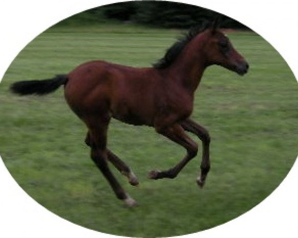 dressage horse Nora (Irish horse, 2011)