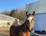 dressage horse Nye Pride (Welsh-Cob (Sek. C), 2008, from Hywi the Colonel)