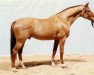 stallion Maat I (Hanoverian, 1973, from Marbod)