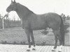 stallion Maat I (Hanoverian, 1973, from Marbod)