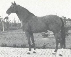 stallion Maat I (Hanoverian, 1973, from Marbod)