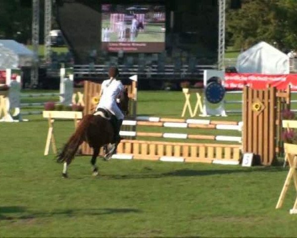 jumper Doctor Dulittle (German Riding Pony, 1998, from Da Capo)