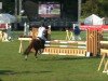 jumper Doctor Dulittle (German Riding Pony, 1998, from Da Capo)