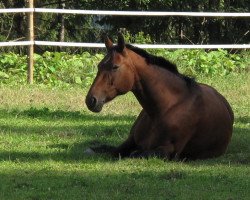 Pferd Desiree (Hessisches Warmblut, 1992, von Anjou)