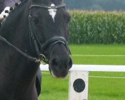 dressage horse Pinocchio (German Riding Pony, 1997, from Platello)