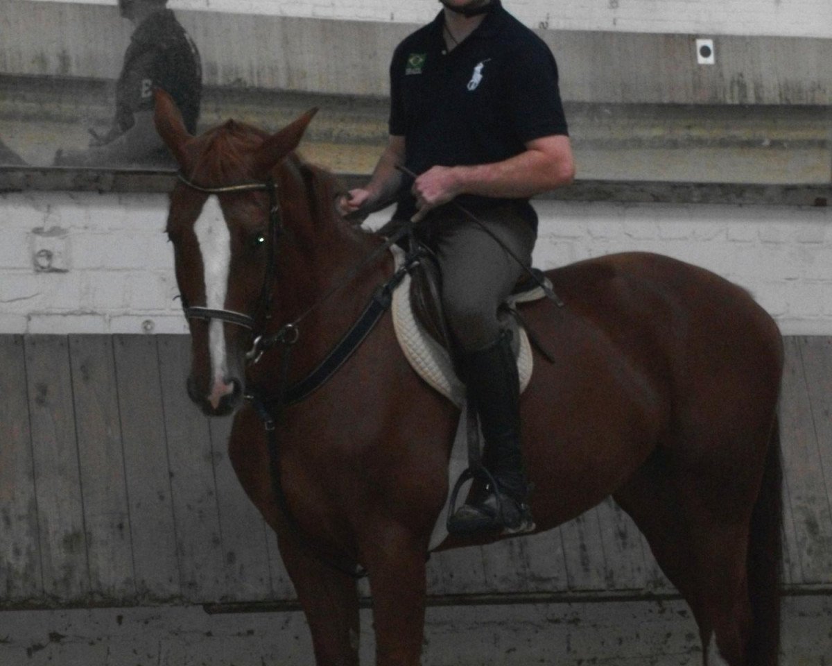 jumper Crazy to be lazy (German Warmblood, 2003, from Crazy true Colour)