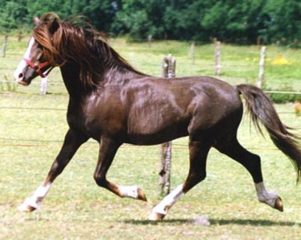 stallion Werwolf (German Riding Pony, 1973, from Weald Revolt)