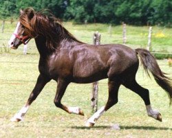 stallion Werwolf (Welsh-Pony (Section B), 1973, from Weald Revolt)