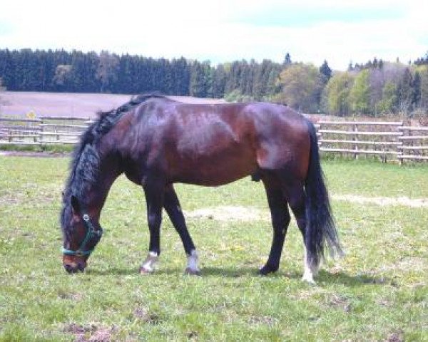 stallion Pinoir (Bavarian, 1992, from Polarstern)