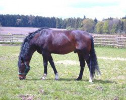 stallion Pinoir (Bavarian, 1992, from Polarstern)