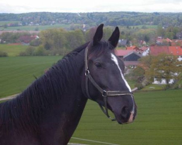 horse Priamus 16 (Bavarian, 1999, from Pinoir)