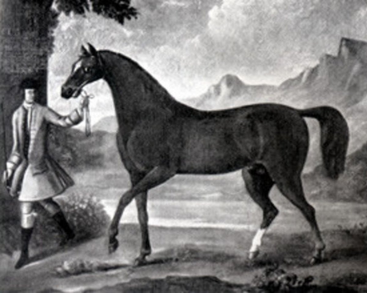 stallion Cub xx (Thoroughbred, 1739, from Fox xx)