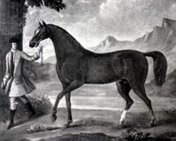 stallion Cub xx (Thoroughbred, 1739, from Fox xx)