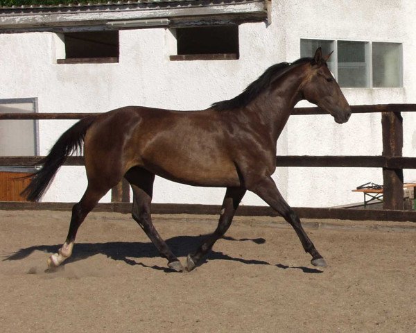 Pferd Josefine (Bayer, 2000, von Pinoir)