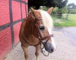 dressage horse Flying Shadow 13 (Haflinger Mix, 1999)