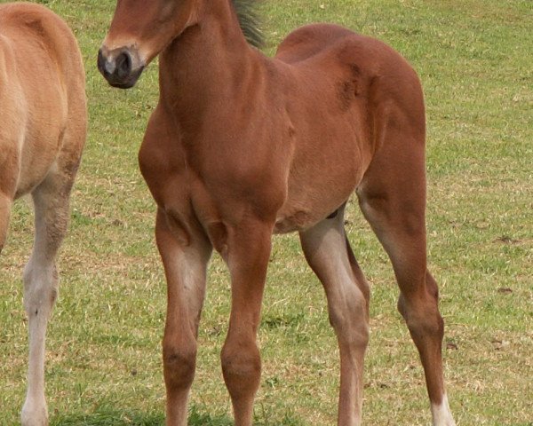 Pferd Dream Raffles Dex (Quarter Pony, 2009, von Drift N Bodyguard)