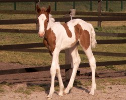 horse Raffles Painted Eve (Quarter Pony, 2011, from Drift N Bodyguard)