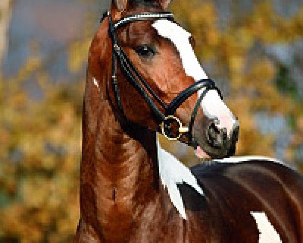 stallion Sanyo (Oldenburg, 2003, from Semper)