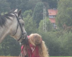 horse Poker (Polish Warmblood, 2007, from Pionage)