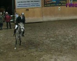 jumper Chatroom 2 (German Sport Horse, 2005, from Cyper Space)