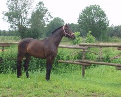 dressage horse Ronja LM (Hanoverian, 2008, from Rotspon)