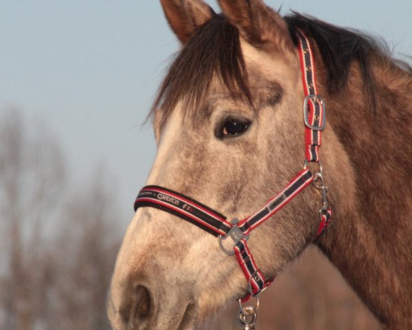 Pferd Sonata (Trakehner, 2007, von Handryk)