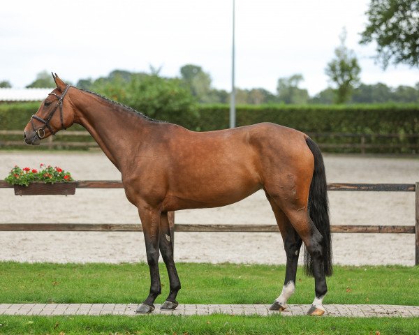 jumper Con Carinja 2 (Oldenburg show jumper, 2017, from Cornet's Prinz)