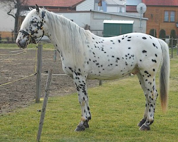 Deckhengst Panther aus der schützenden Hand (Knabstrupper, 2002, von VbPrH Pergamon aus der schützenden Hand)