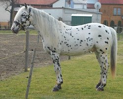 stallion Panther aus der schützenden Hand (Knabstrupper, 2002, from VbPrH Pergamon aus der schützenden Hand)