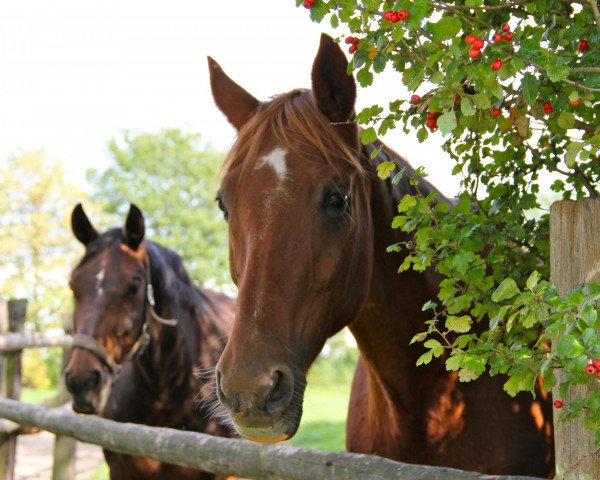 horse Fabriano (Westphalian, 1983, from Frühlingstraum II)