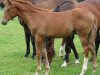 stallion Roterbaron (Westphalian, 2011, from Real Diamond)