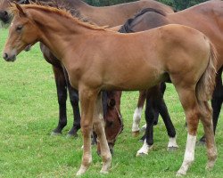 stallion Roterbaron (Westphalian, 2011, from Real Diamond)