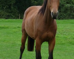 dressage horse Wallach von Scolari (Westphalian, 2009, from Scolari)