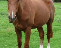 broodmare Fleurys Jette (Westphalian, 2009, from Fleury)