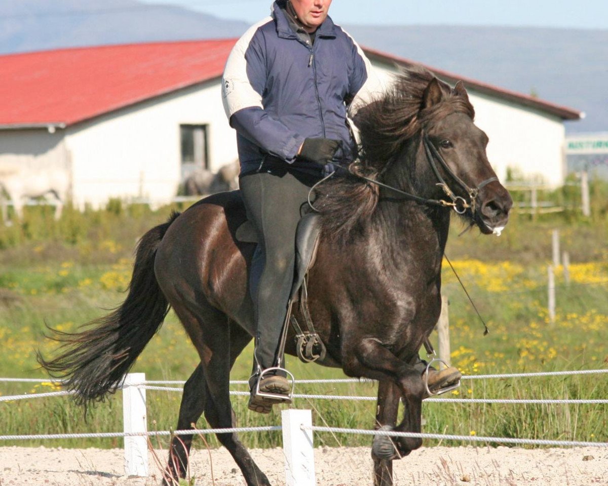 broodmare Dóttla frá Mykjunesi 2 (Iceland Horse, 2007, from Vilmundur frá Feti)